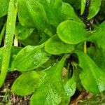 Myosotis latifolia ഇല