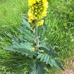 Verbascum nigrumFloro