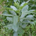 Vicia faba Leaf