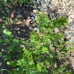 Quercus lobata Hoja