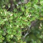 Syzygium deplanchei Hábito