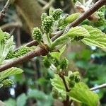 Morus rubra Fruit