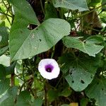 Ipomoea aquatica Habit