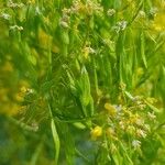 Isatis tinctoria Fruit