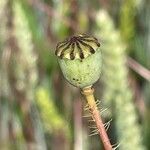 Papaver rhoeas Інше