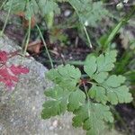 Geranium robertianumLehti