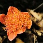 Haemanthus coccineus Květ