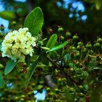 Pyracantha koidzumii Blüte