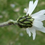 Leucanthemopsis alpina 花