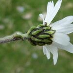 Leucanthemopsis alpina Flor