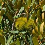 Chrysolepis sempervirens Fruit