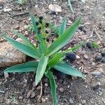 Aneilema johnstonii Leaf