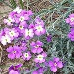 Marcus-kochia littorea Flower