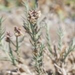 Aeluropus littoralis Autre