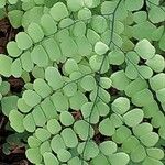 Adiantum venustum Листок