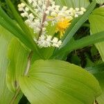 Maianthemum racemosum Çiçek