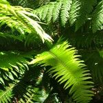 Polystichum munitumLeaf