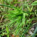 Poa bulbosa Kwiat