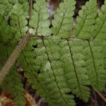 Triplophyllum pilosissimum 葉