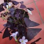 Oxalis triangularis 葉