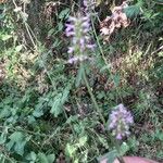 Stachys officinalis Fleur