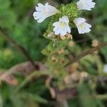 Euphrasia officinalis Цвят