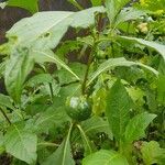 Solanum macrocarpon Fruit
