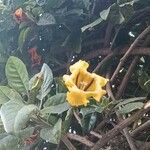 Solandra grandiflora Kukka