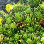 Aeonium simsii Blatt