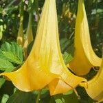 Brugmansia suaveolensЦветок