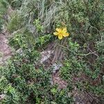 Hypericum balearicum Flor