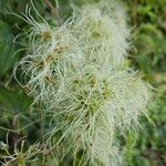 Clematis virginiana Fruto