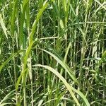 Miscanthus × longiberbis Leaf