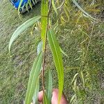 Salix caroliniana Leaf