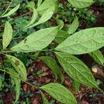 Rothmannia talbotii Leaf