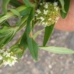 Spermacoce verticillata फूल