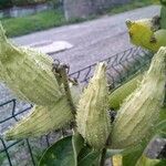 Asclepias syriaca Fruit