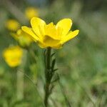 Ranunculus millefoliatus Flower