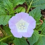 Nicandra physalodes Кветка