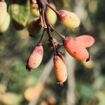 Berberis vulgaris Φρούτο