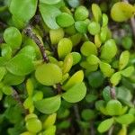 Portulacaria afra പുറംതൊലി