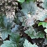 Heuchera micrantha आदत