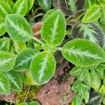 Episcia lilacina Hoja