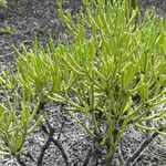 Euphorbia aphylla Hoja