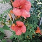 Campsis grandiflora Цвят