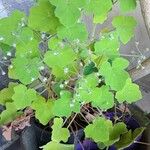 Pelargonium tomentosum Blad