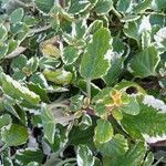 Coleus madagascariensis Leaf