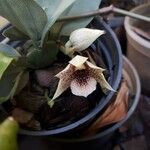 Promenaea stapelioides 花