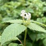 Galeopsis tetrahit Hoja