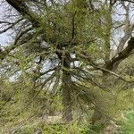 Larix decidua Habit